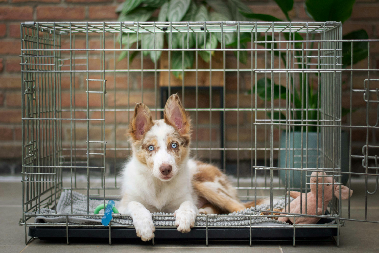 Crate Training Made Easy