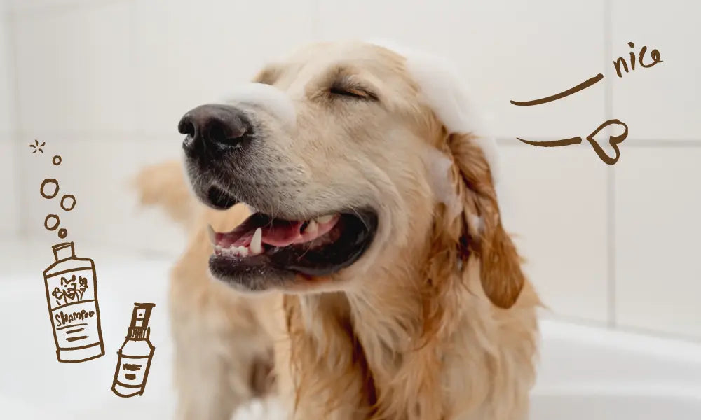 Dog Shampoo Guide: How to Choose the Best Formula for Your Pet | Canine & Co