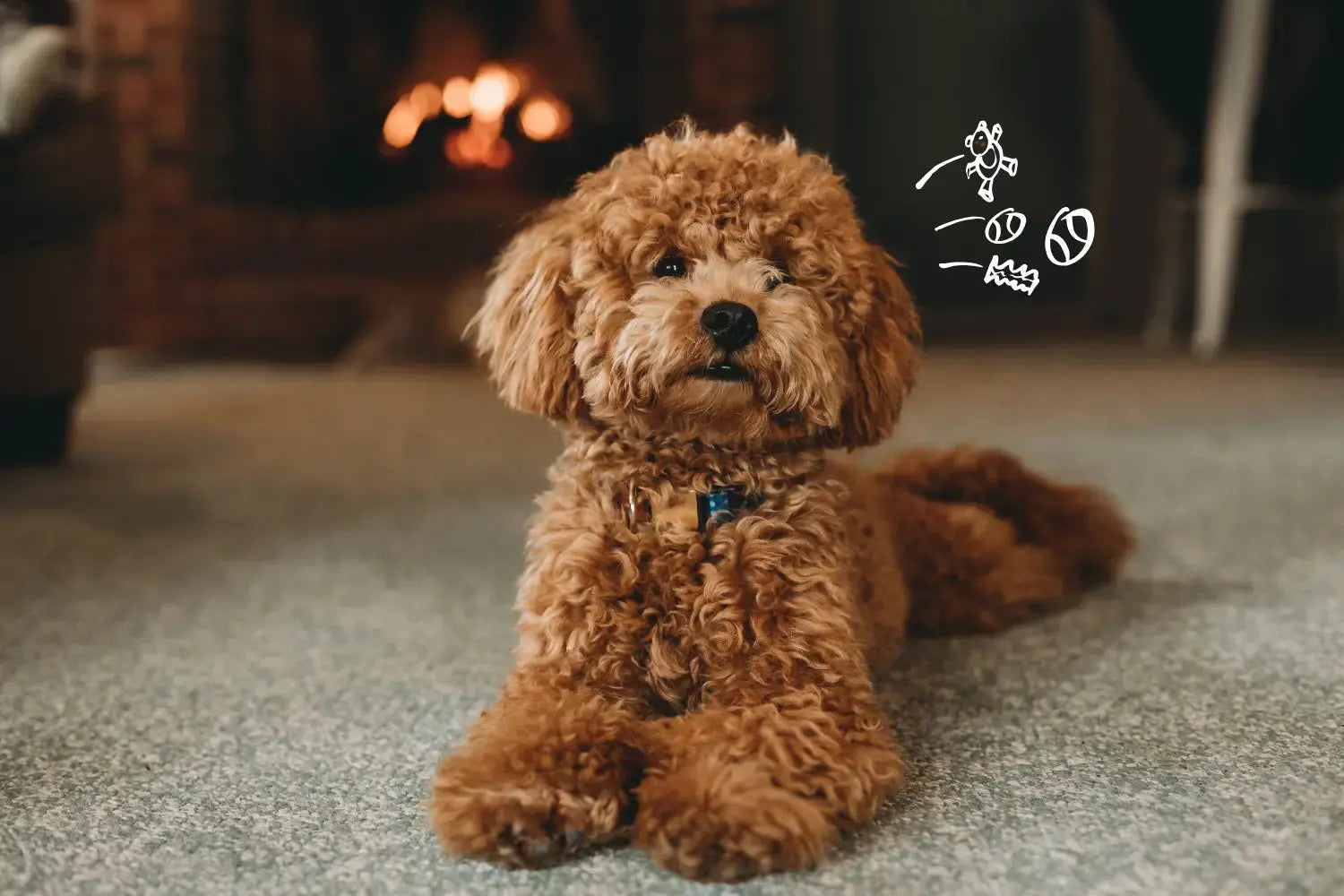 Dog Supplements Explained: The Wellness Trend Every Owner Is Talking About | Canine & Co