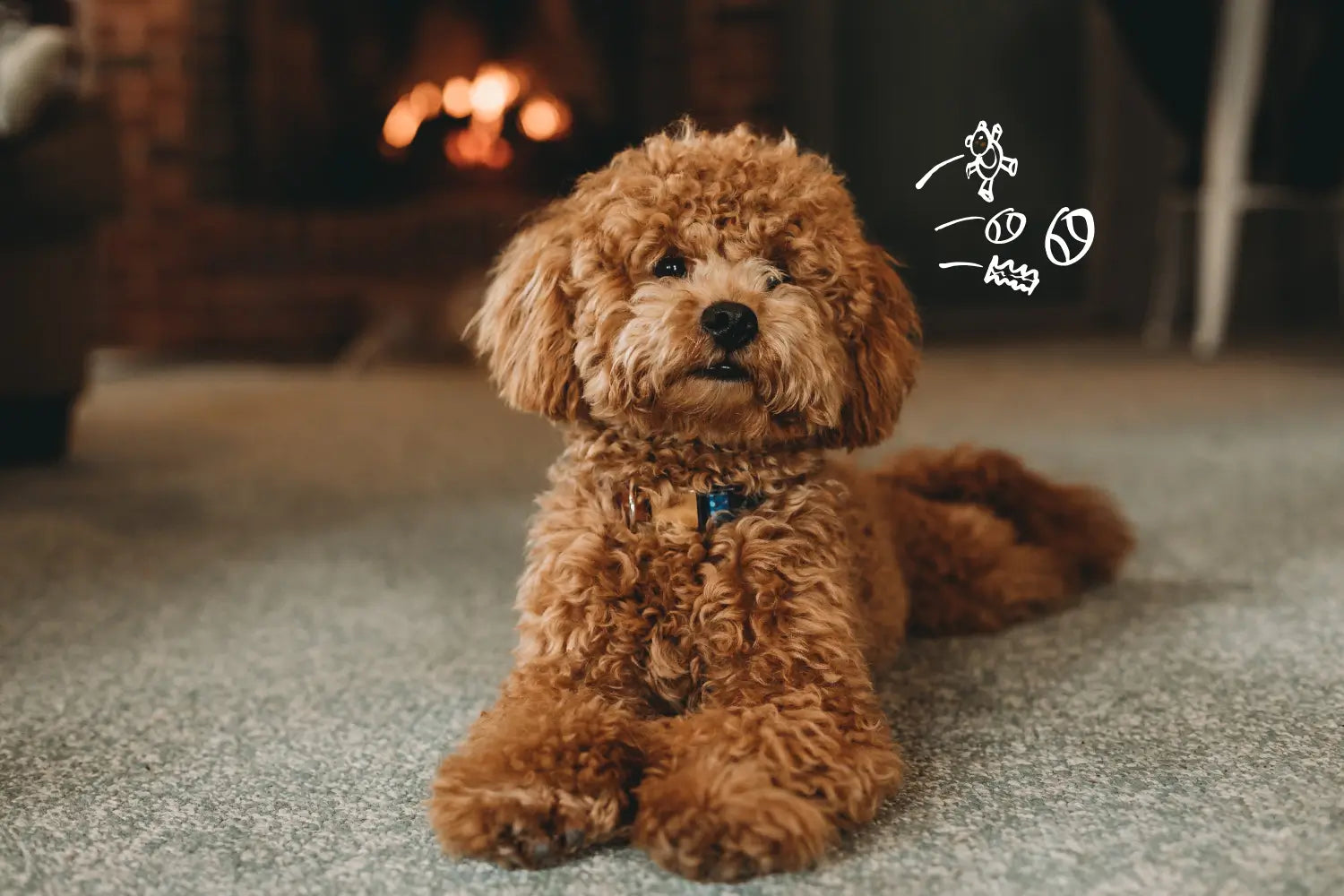 Dog Supplements Explained: The Wellness Trend Every Owner Is Talking About