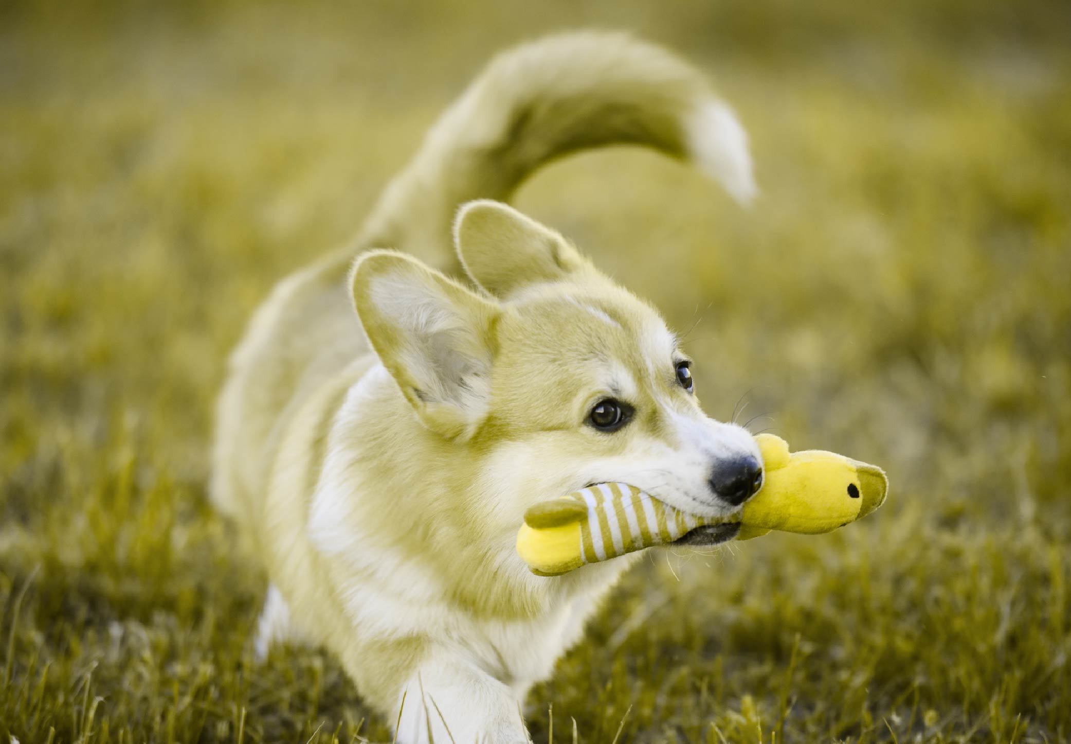 What Colours Do Dogs See? Choosing the Best Colours for Their Toys