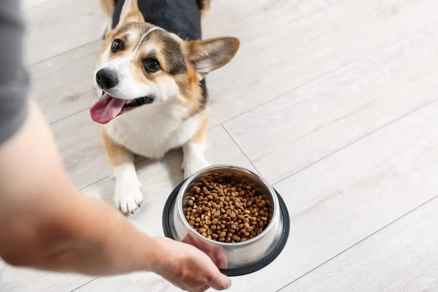 Dry Food Benefits: A 2026 Guide to Formulation & Nutrition | Canine & Co