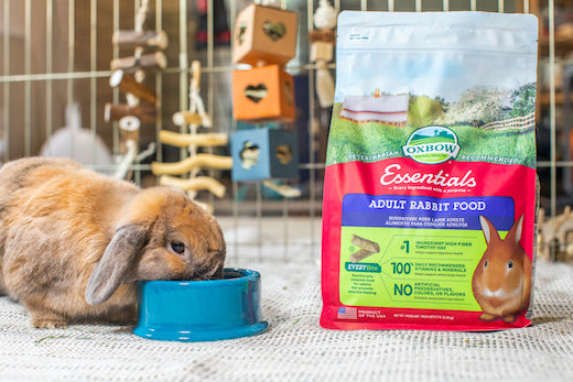 How to transition your small mammal's food