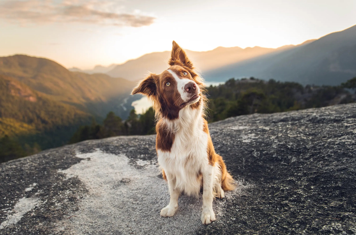 Exploring-the-Natural-Universe-What-Natural-Really-Means-for-Your-Pet | Canine & Co