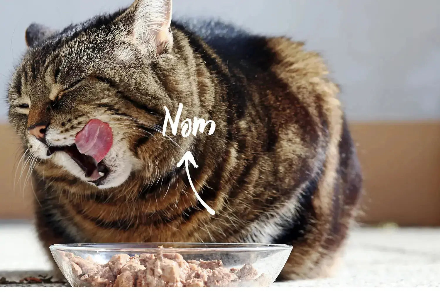 Food Toppers for Cats and Dogs: The Easiest Upgrade You Can Make to the Bowl | Canine & Co