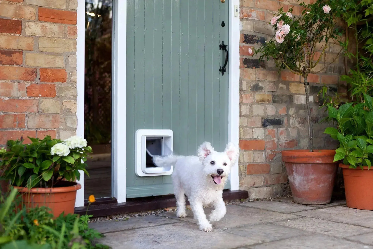 Freedom-at-Home-Choosing-the-Right-Doggy-Door Canine & Co