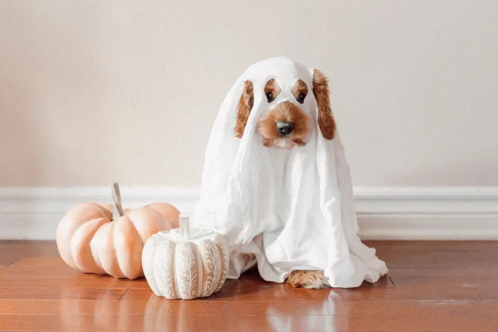 Easy-DIY-Dog-Costumes Canine & Co