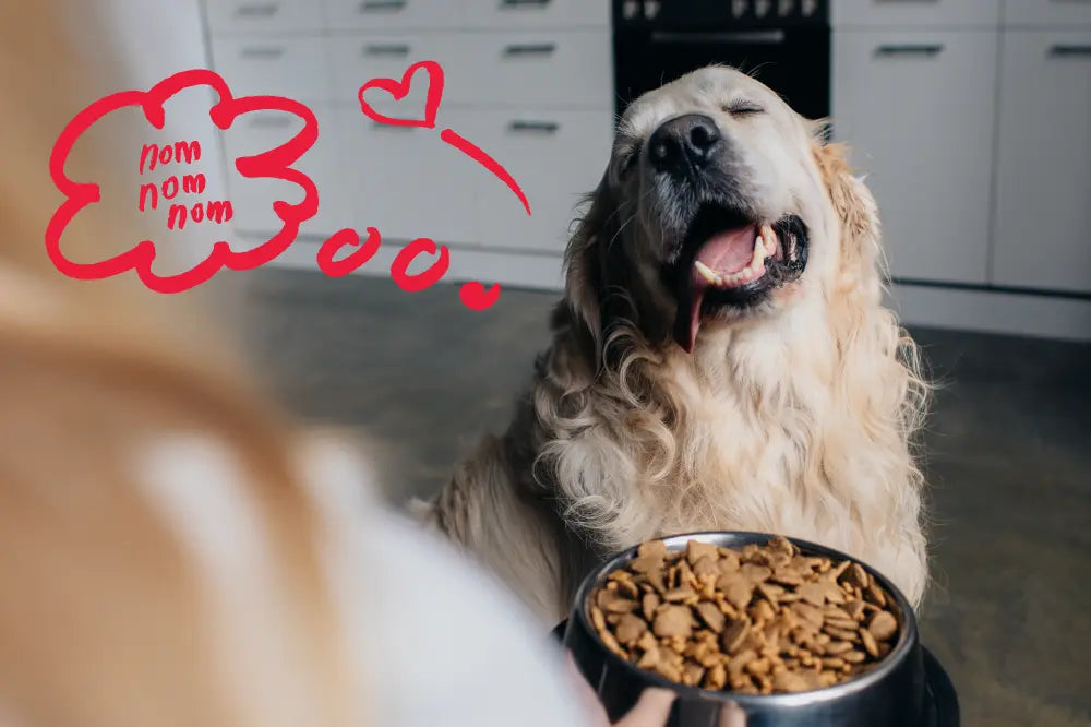 Grain-Free Dog & Cat Food: What It Really Means | Canine & Co
