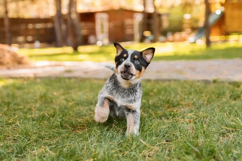 High Protein Puppy Food: 7 Benefits for Strong Growth and Health | Canine & Co
