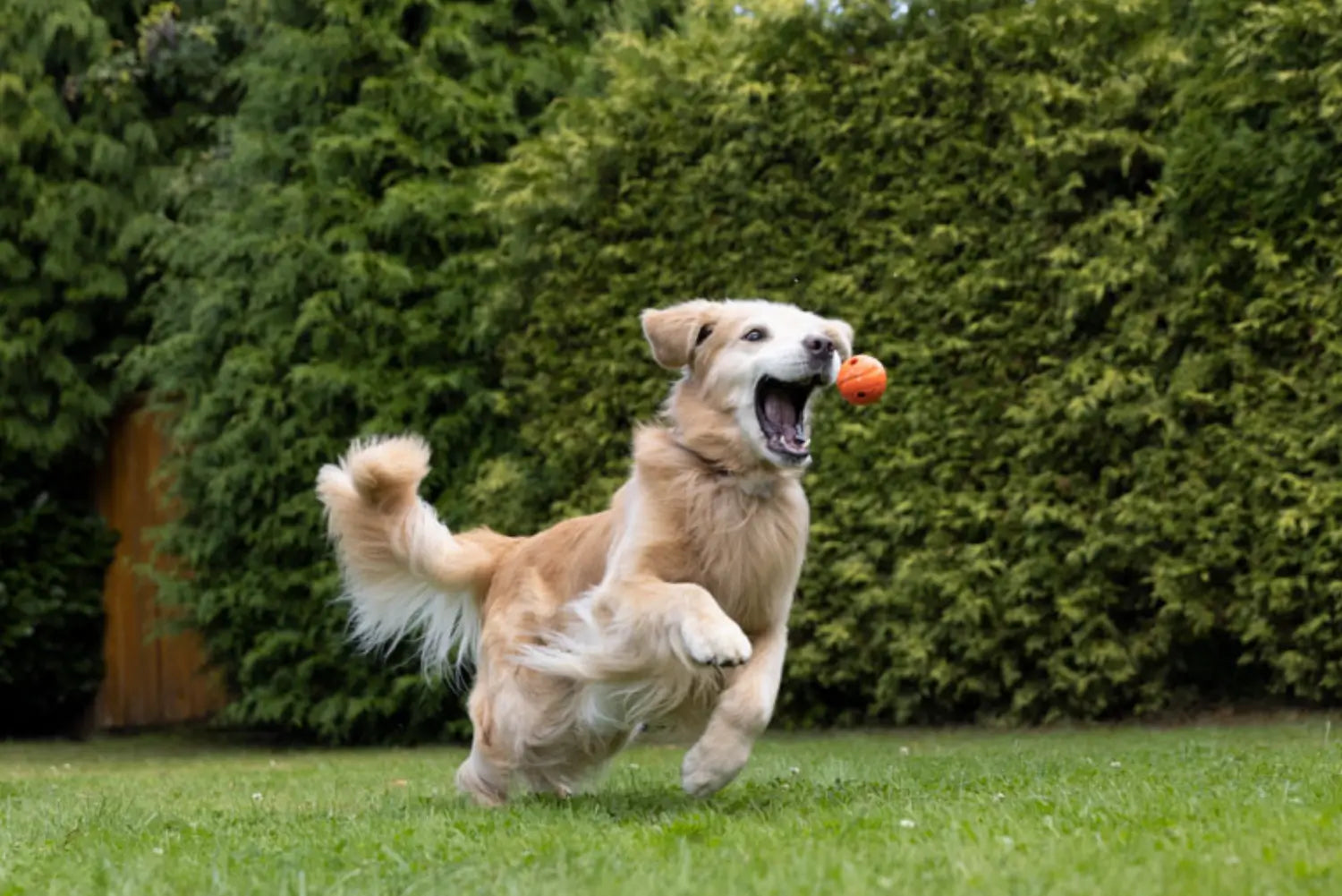 Hill's Perfect Weight: How to Help Your Dog Achieve Healthy Nutrition