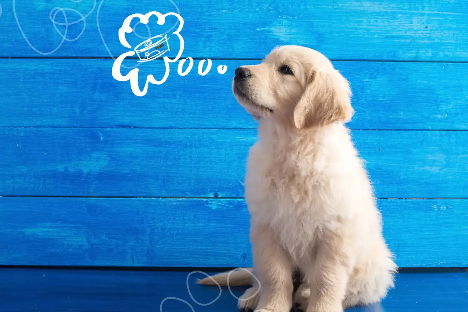 How to Choose the Right Puppy Food: A South African Pet Owner's Guide | Canine & Co