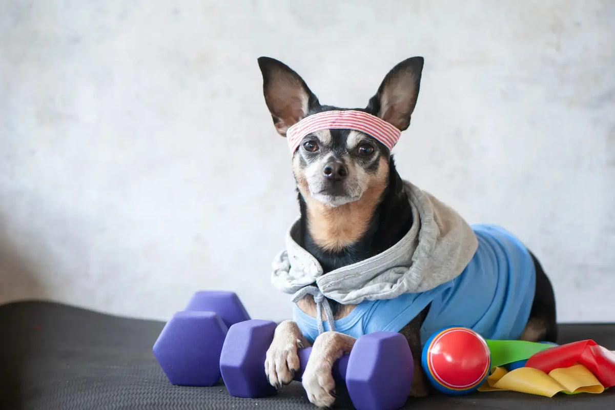 How to Keep Your Dog or Cat at a Healthy Weight | Canine & Co