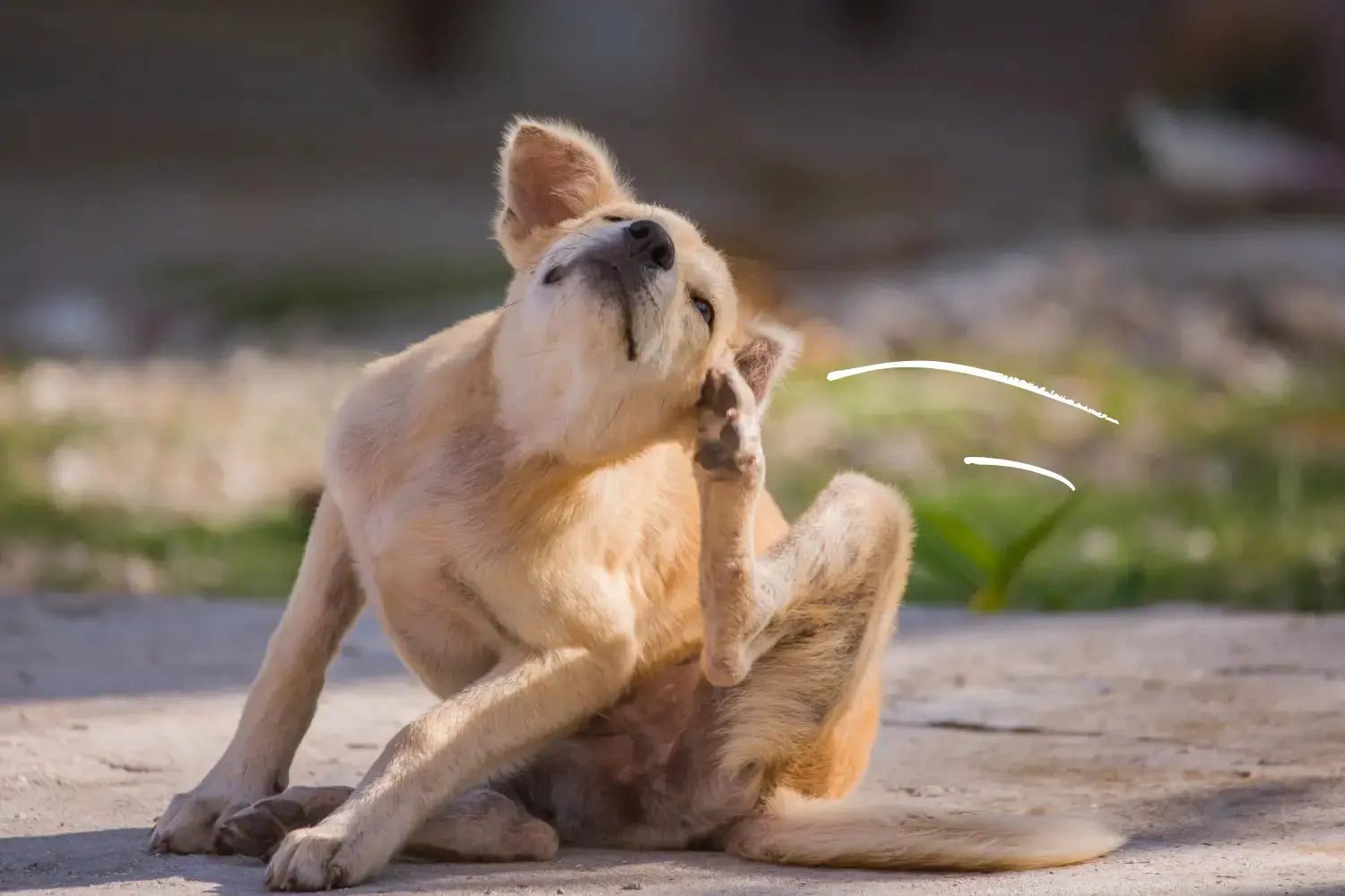 Hypoallergenic Dog Food: What Actually Works for Dogs with Allergies | Canine & Co