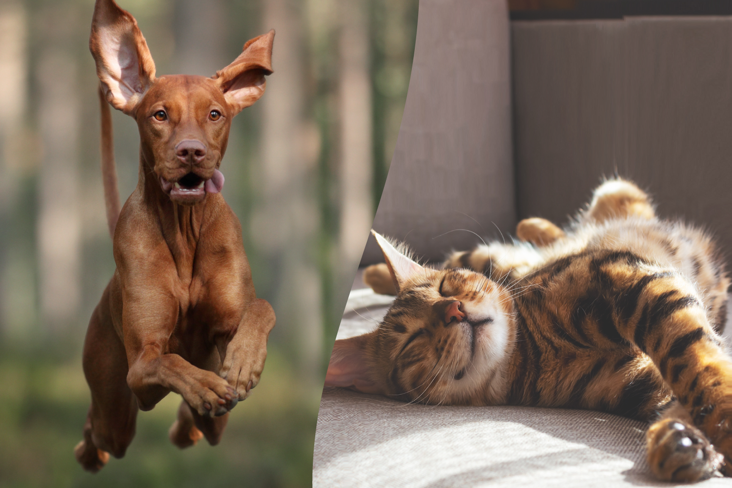 Active Dogs vs. Indoor Cats: Choosing the Right Nutrition for Their Lifestyle