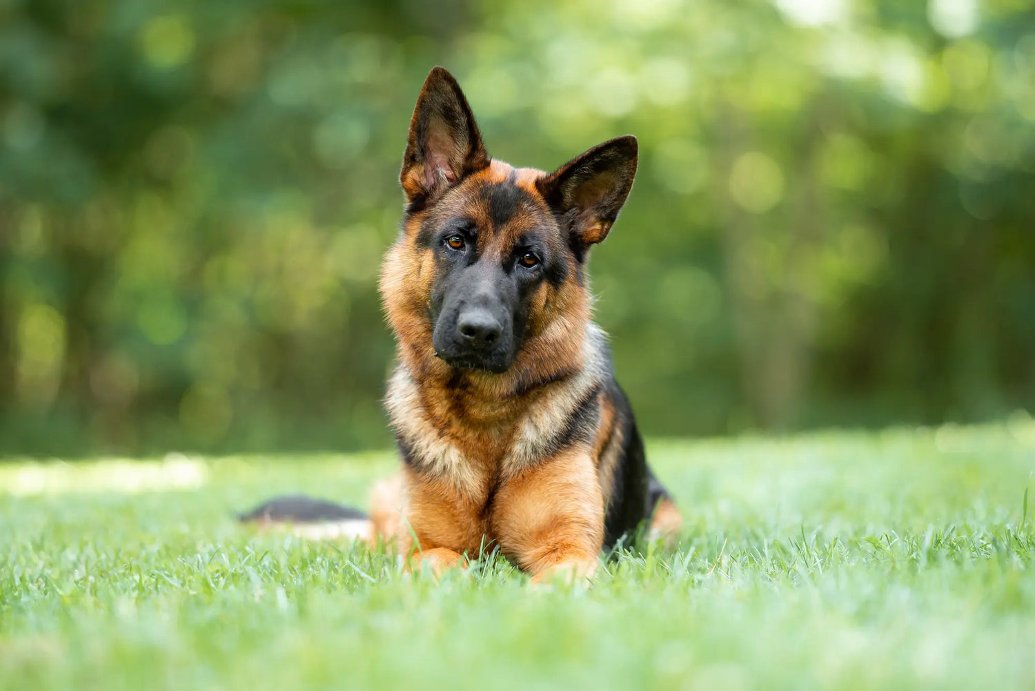How-to-Keep-Your-Overachiever-Happy-Nutrition-Health-Tips Canine & Co