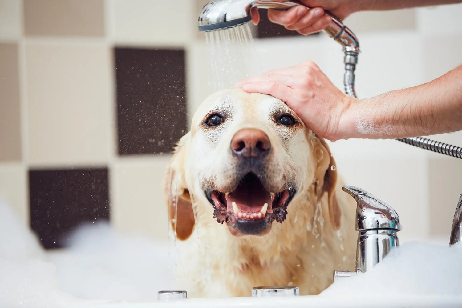Expert-Bath-Time-Tips-for-a-Happy-Pet Canine & Co