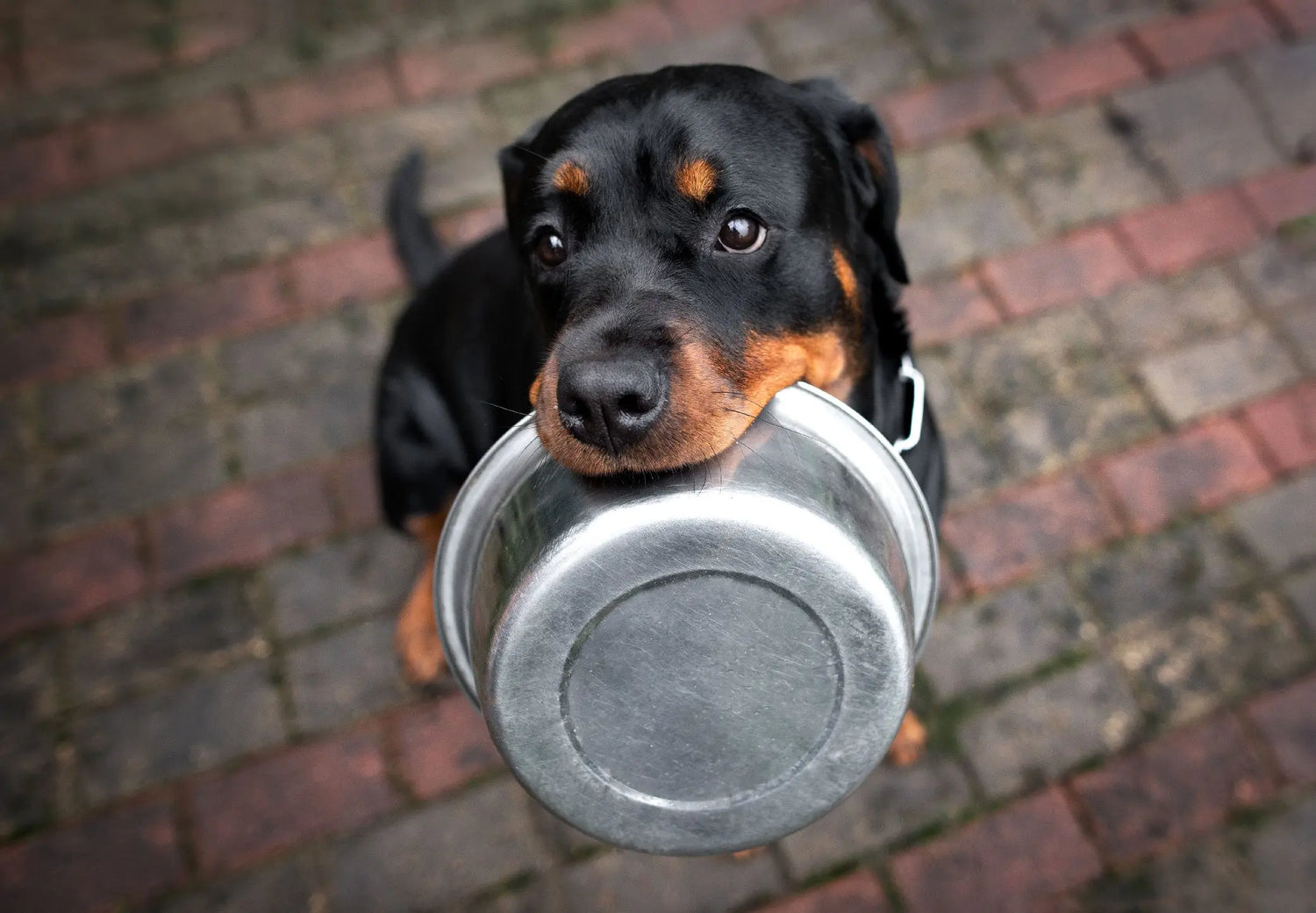 Tackling-Bad-Eating-Habits-Solutions-and-Products Canine & Co
