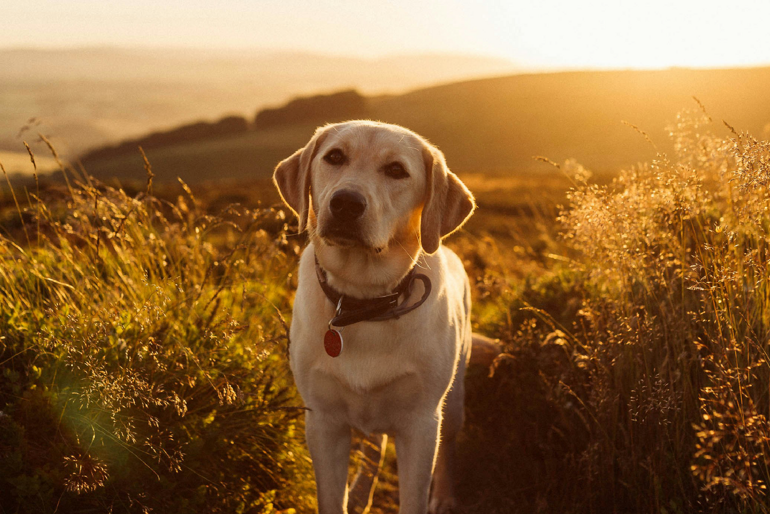 How to Keep Your Golden Child Golden: Nutrition; Health Tips for Friendly Giants