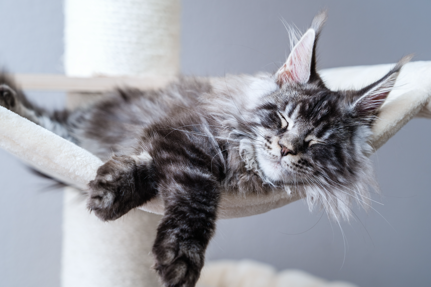 The Royalty: How to Keep Your Majestic Cat Happy and Healthy