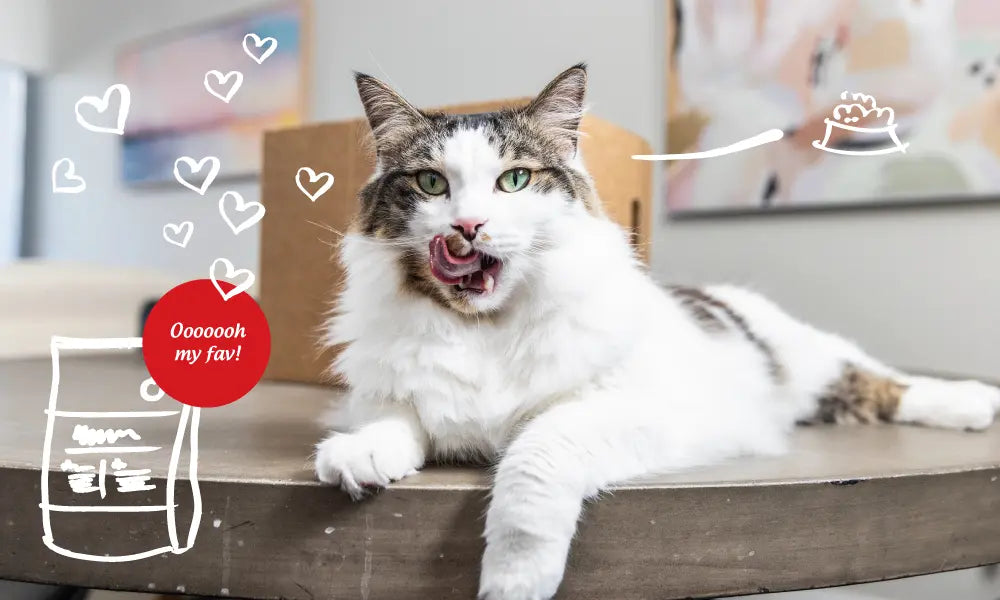 Natural Cat Nutrition: Why Protein-Rich Diets Matter for Feline Health | Canine & Co