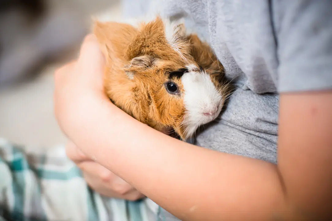 5-Reasons-to-Buy-and-Use-Oxbow-Products-for-Your-Small-Pets Canine & Co