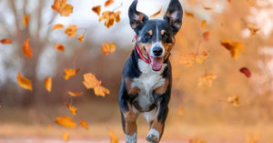What Pet Parents Should Know This May - A Seasonal Guide