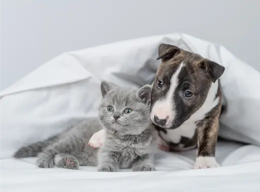 The-Importance-of-Giving-Puppies-and-Kittens-the-Best-Start-in-Life-with-Top-Quality-Nutrition Canine & Co