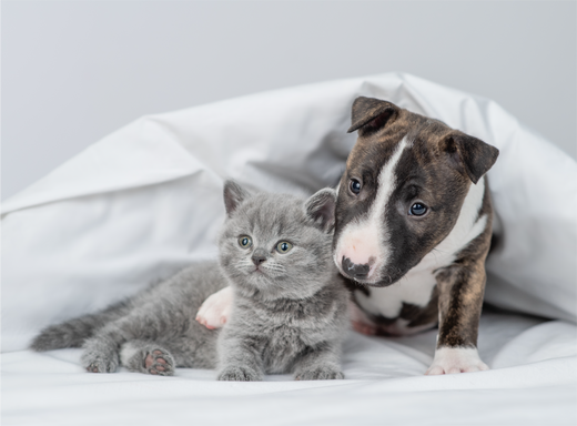 The Importance of Giving Puppies and Kittens the Best Start in Life with Top-Quality Nutrition