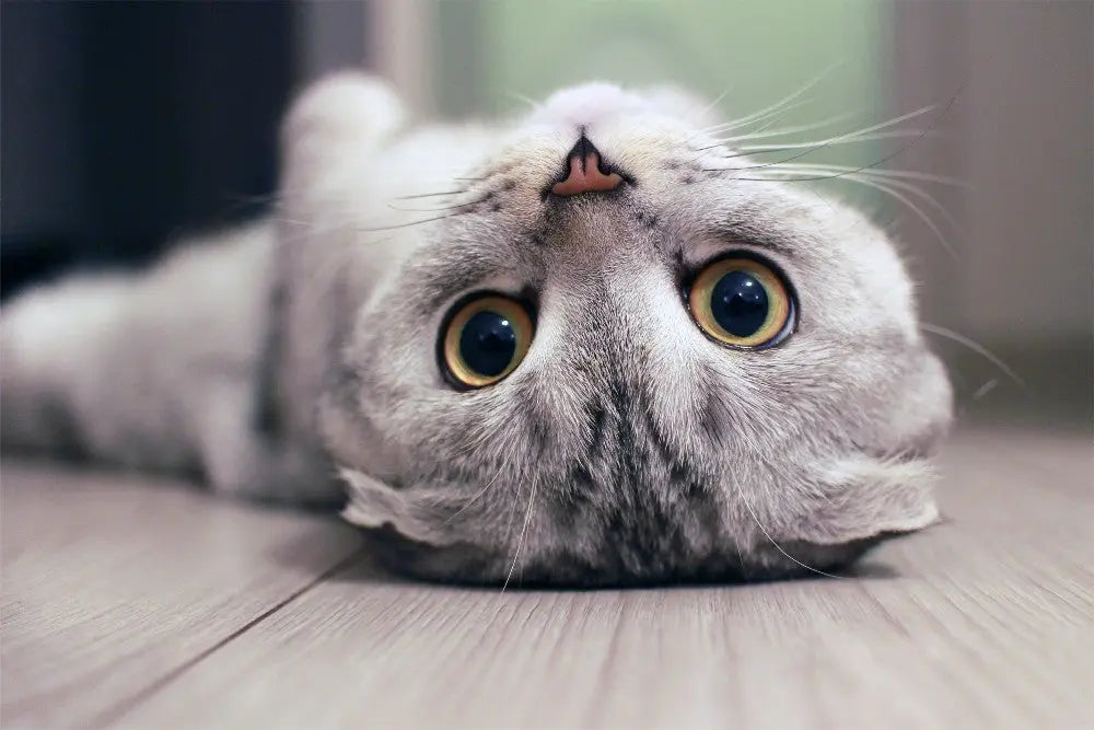 10-Weird-Facts-About-Your-Cat Canine & Co