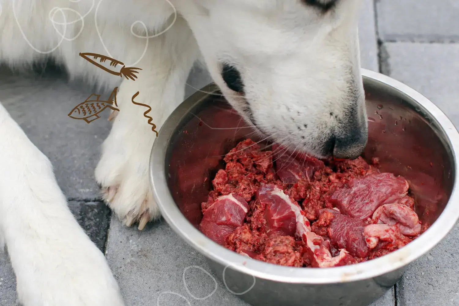 Raw Dog Food in South Africa: Everything You Need to Know Before Making the Switch | Canine & Co