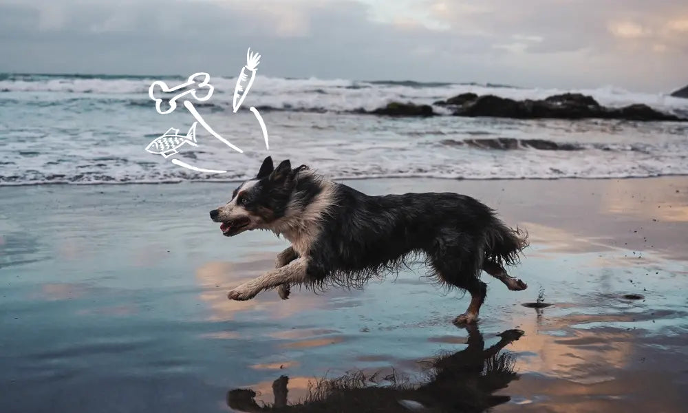 Raw vs Kibble: What Really Matters When Feeding Your Dog