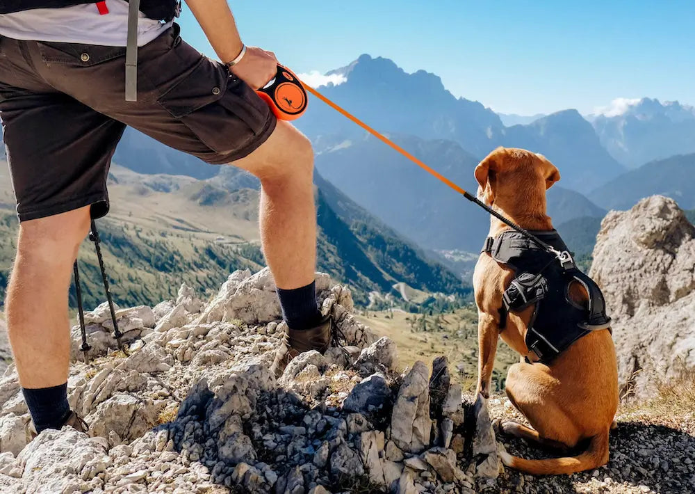Retractable Dog Leash: A Complete Guide to Safe Walking Solutions