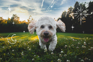 Unlocking Canine Astrology: Insights into Your Dog's Zodiac Sign