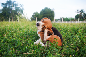 Is Your Pet Itchy, Gassy, or Constantly Scratching? It Could Be a Food Allergy!