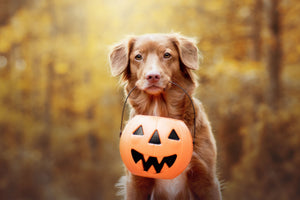 Homemade Dog Treats (Peanut Butter & Pumpkin)