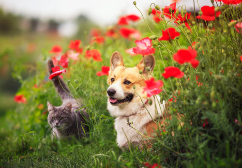 Dog and cat in flowers