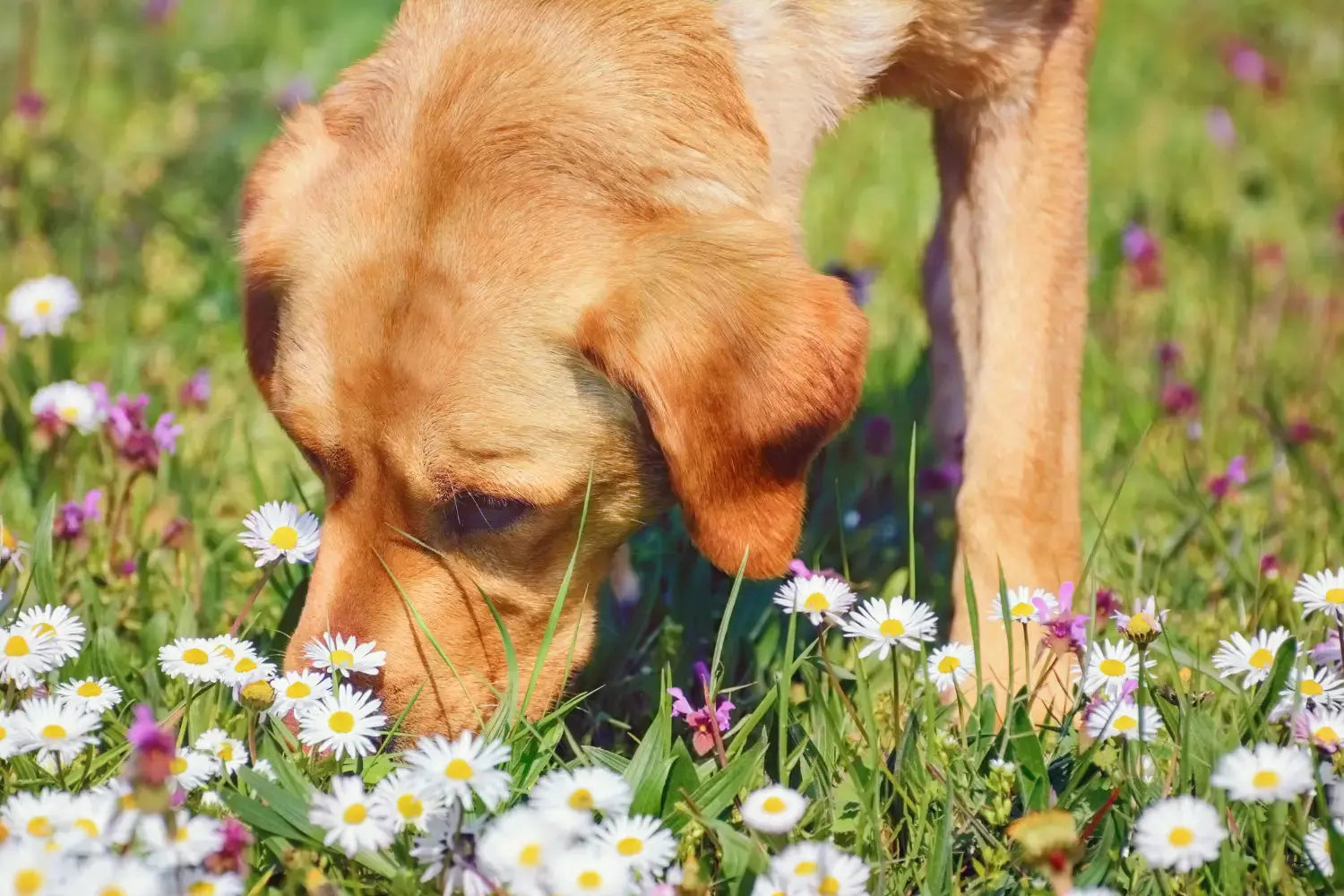 Spring Itch: Is It the Pollen or the Bowl? How to Work Out Why Your Dog Is Scratching | Canine & Co