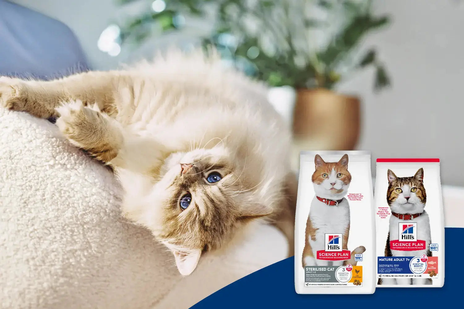 Tailored Nutrition for Cats at Every Life Stage | Canine & Co