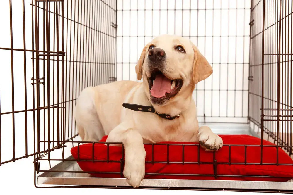Best Dog Crates: A Complete Guide to Choosing the Right One | Canine & Co