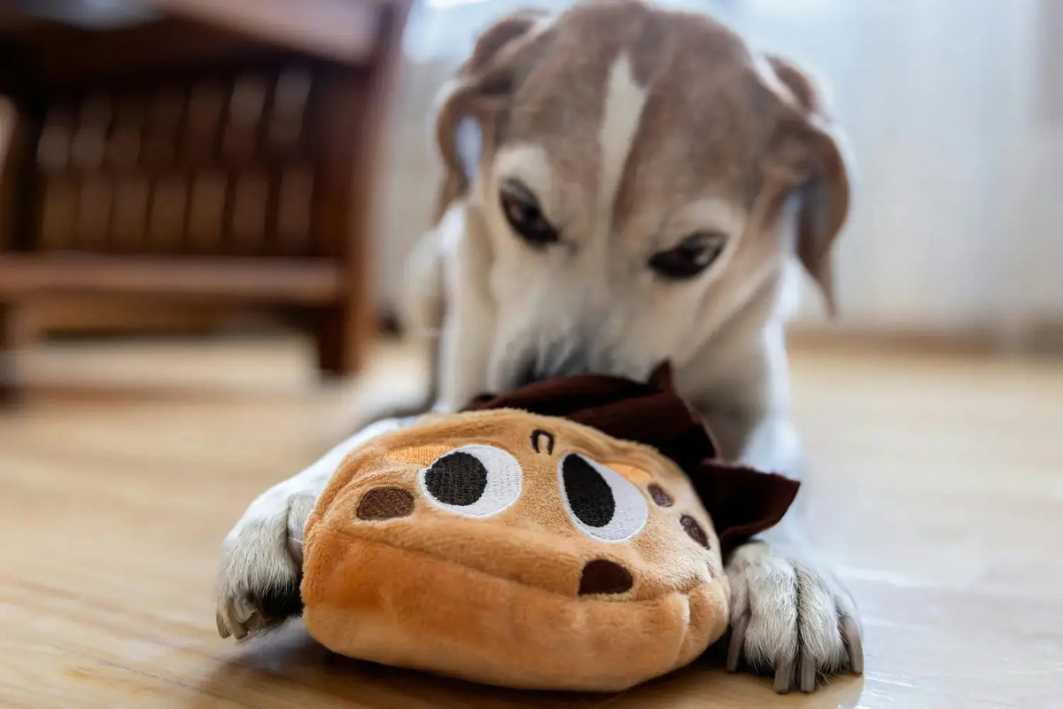 The New Rules of Play: How to Choose Toys Your Dog or Cat Will Actually Use | Canine & Co