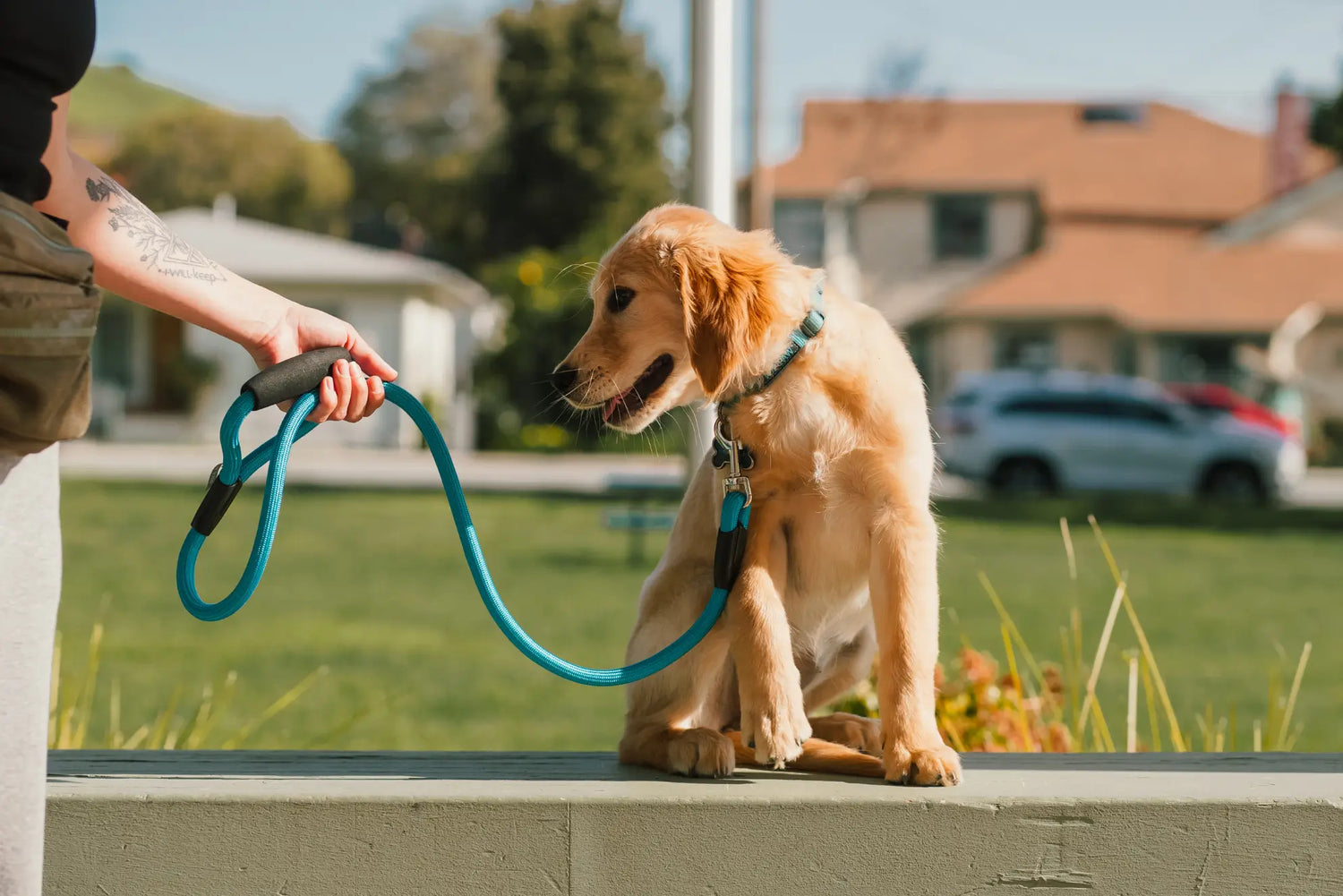 The Gentle Way to Train Your Puppy
