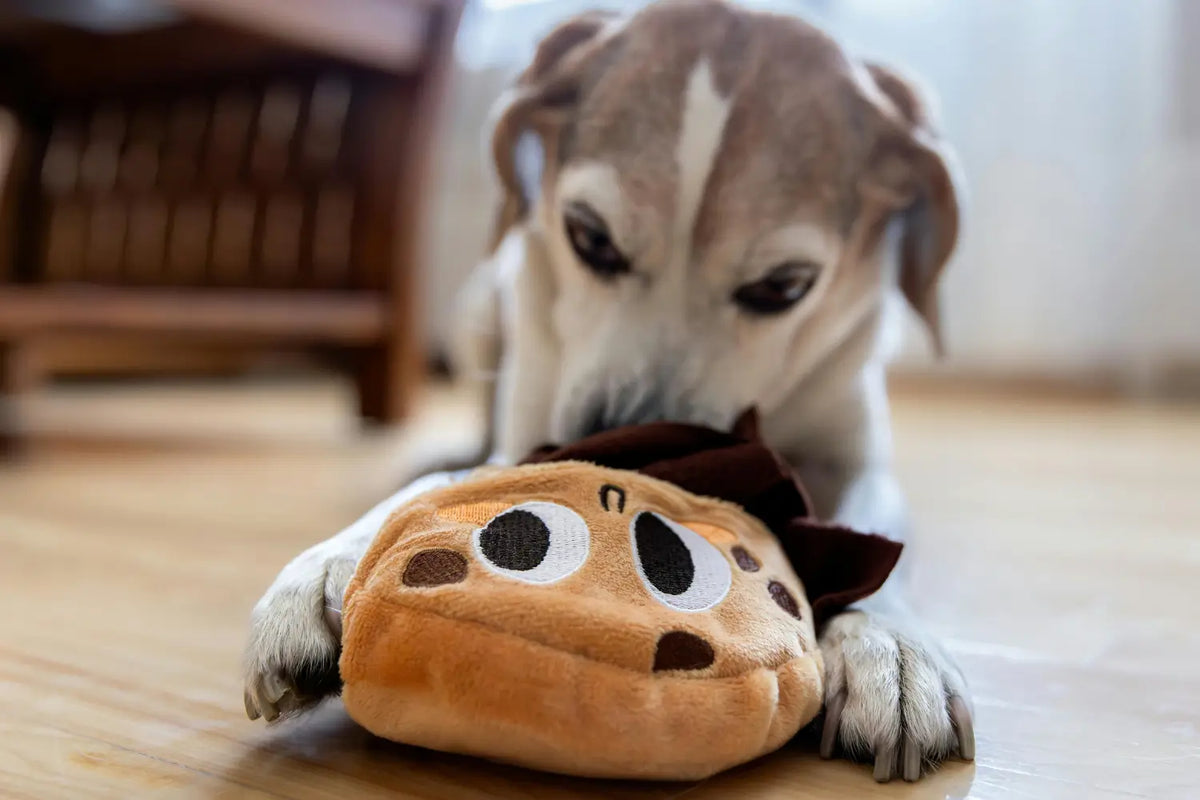 The New Rules of Play: How to Choose Toys Your Dog or Cat Will Actually Use