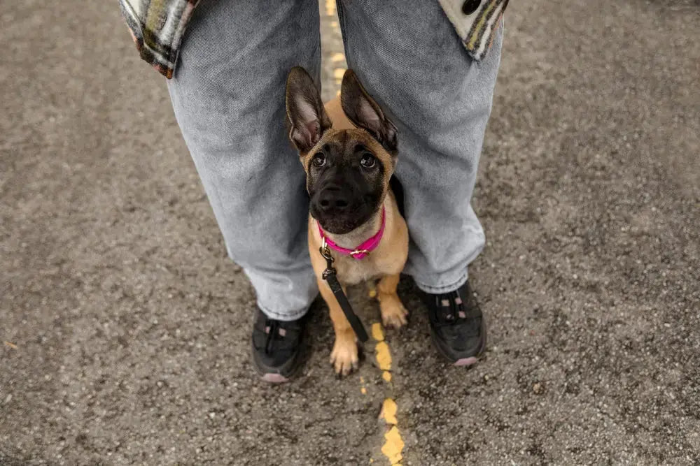 Top 10 Puppy Training Treats to Reward and Motivate Your Pup | Canine & Co