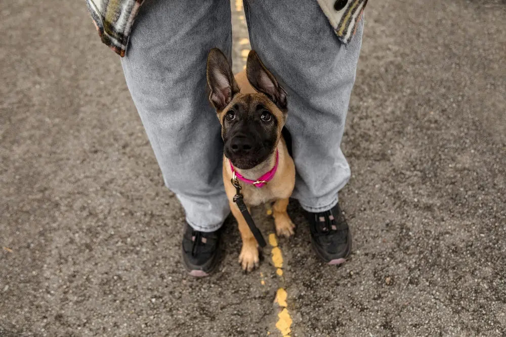 Top 10 Puppy Training Treats to Reward and Motivate Your Pup