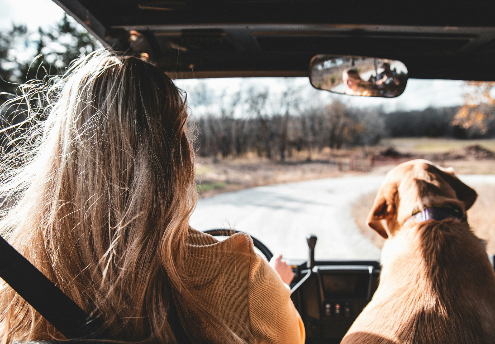 Hitting the Road with Your Furry Travel Buddy: A Guide to Pet-Friendly Adventures