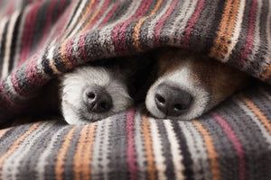 Keeping Your Furry Friends Warm: Signs Your Dog or Cat Might Be Feeling Chilly