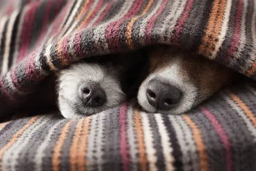 Signs-Your-Dog-or-Cat-Might-Be-Feeling-Chilly Canine & Co