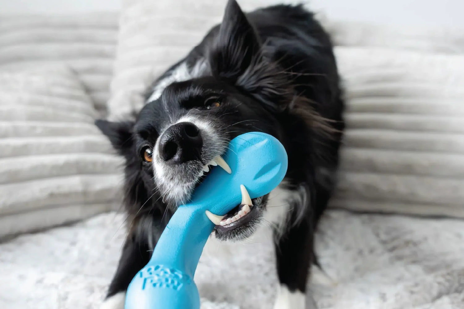 West-Paw-Toys-Outlast-Trends-and-Avoid-the-Landfill Canine & Co