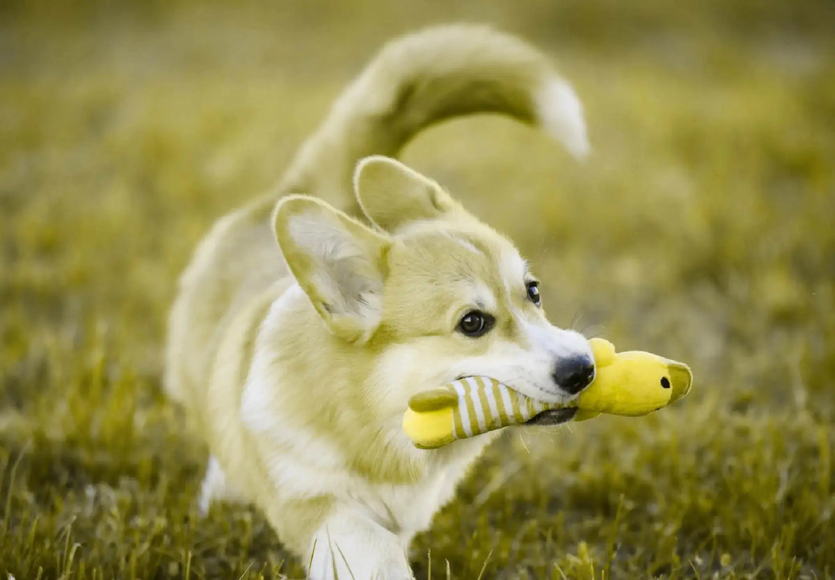 What-Colours-Do-Dogs-See-Choosing-the-Best-Colours-for-Their-Toys Canine & Co