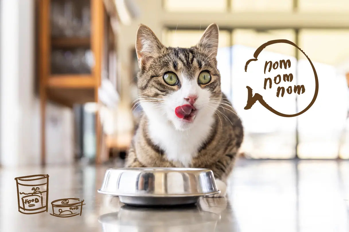 Why Wet Food is a Game-Changer for Your Cat’s Health | Canine & Co